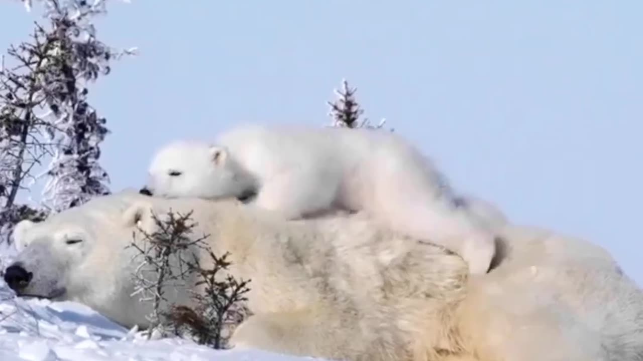 Cute Polar Bears