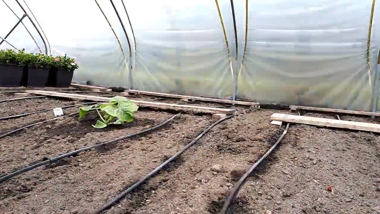 Timelapse _ From seed to 600kg Giant Pumpkin