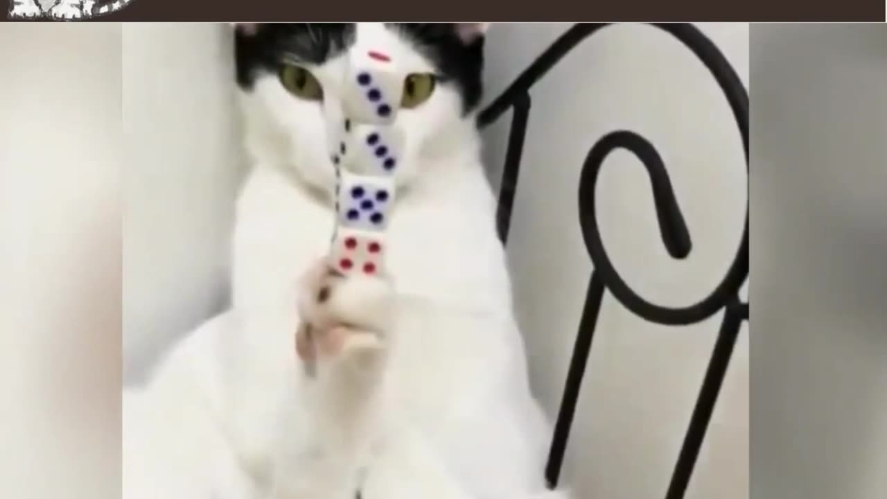 funny cat video