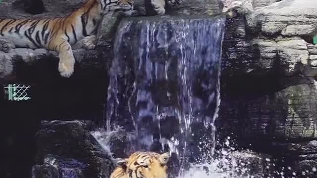 The tiger