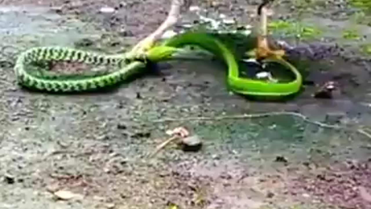 kite catches a green snake