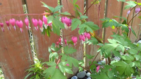 Dicentra, bleeding hearts