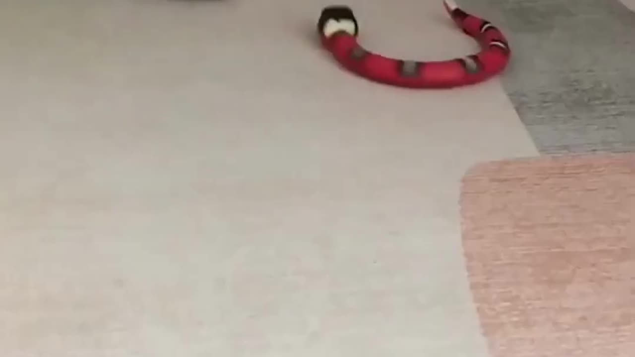 Cat vs Electronic Snake: Hilarious Battle of the Ages!