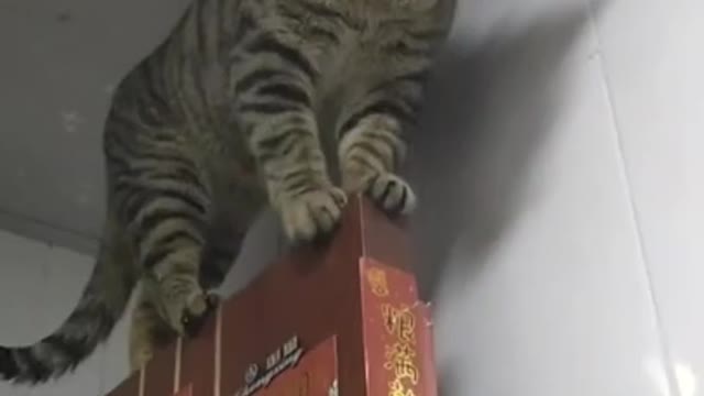 Cat videos | Funny animals | Funny cats 2021