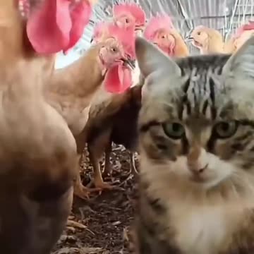 Chicken murga leg piece cat