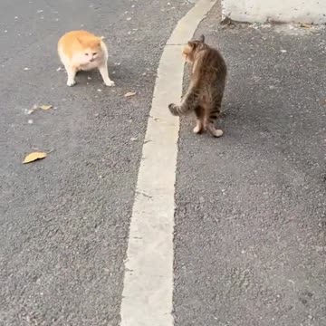 Watch the cat clash" John Cena and Wonder Tyker