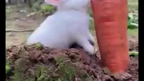 Funny rabbit 🐰 eats so cute 🥰