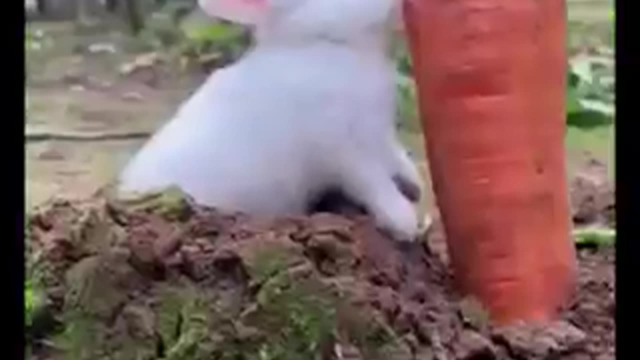 Funny rabbit 🐰 eats so cute 🥰