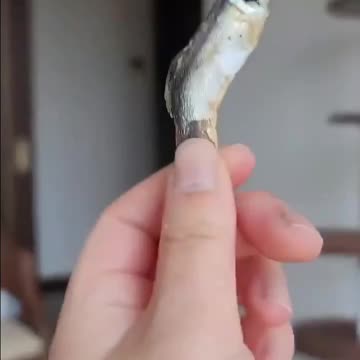 Hungry Cat Loves To Eat Dry Fish