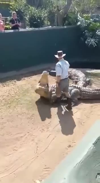 Crocodile Handling Gone Wrong 🐊 👀 🤕