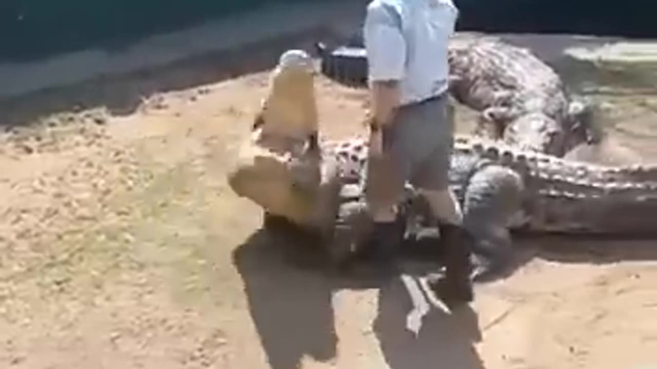 Crocodile Handling Gone Wrong 🐊 👀 🤕