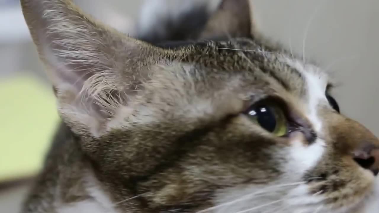 A boarded cat has swollen right nostril Part 2