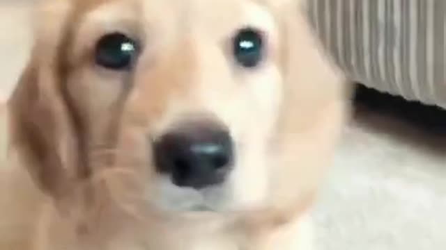 Cute little puppy says hello