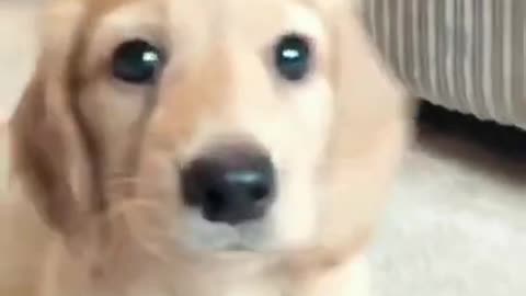 Cute little puppy says hello