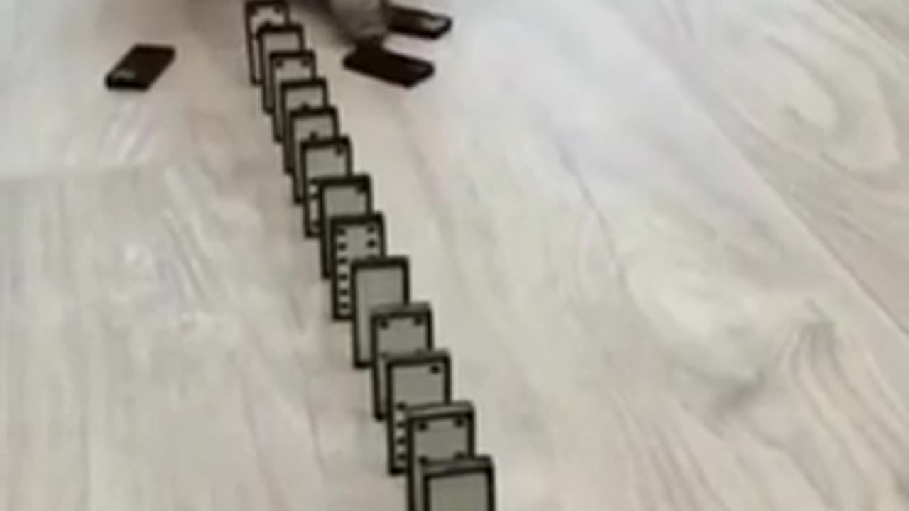 Best FUNNIEST Cat Plays Domino