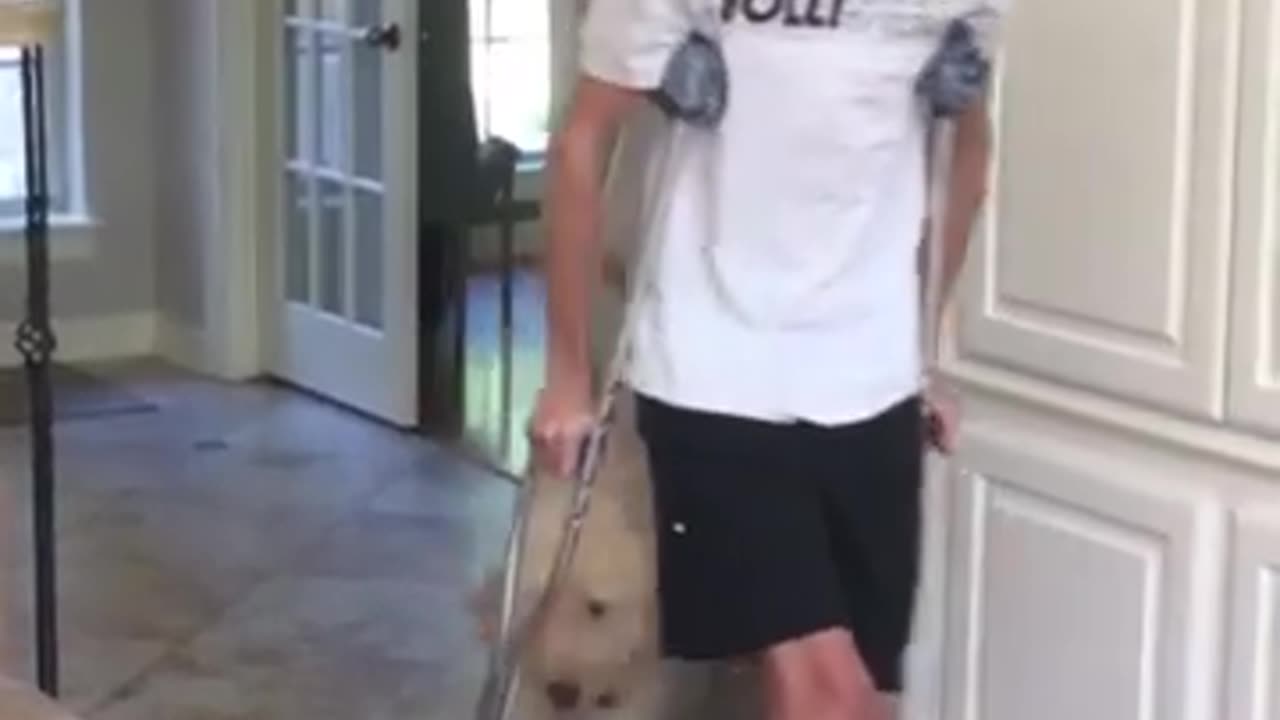 Dog is very carful