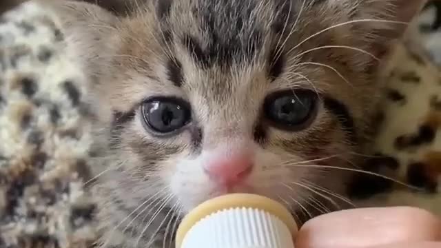 Funny cat collection videos part 2 ( Cute cat )