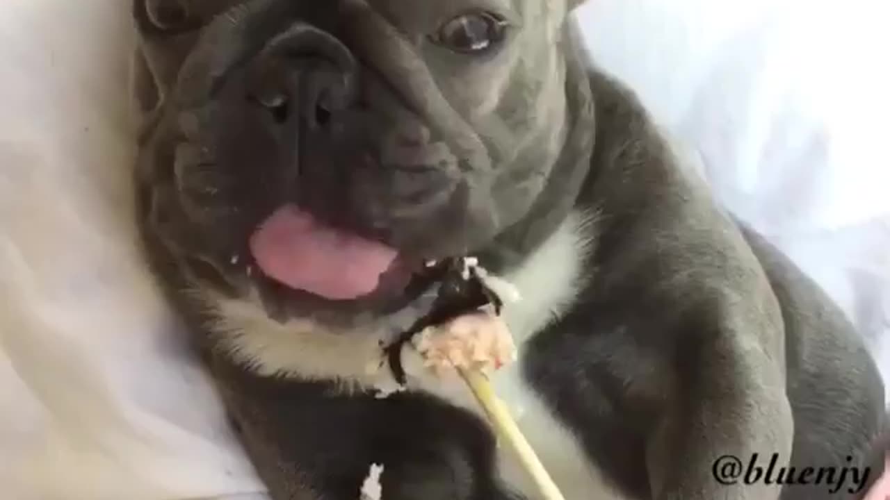 Funny animal videos|Cute animal videos |Funny dog&cat videos|Hilarious pet videos|Funny video