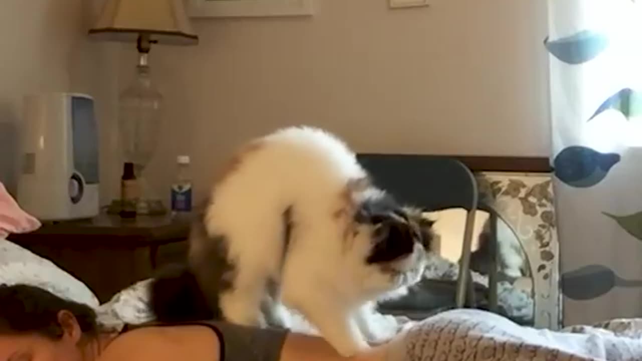 The epic cat gives his owner a professional back massage 😊