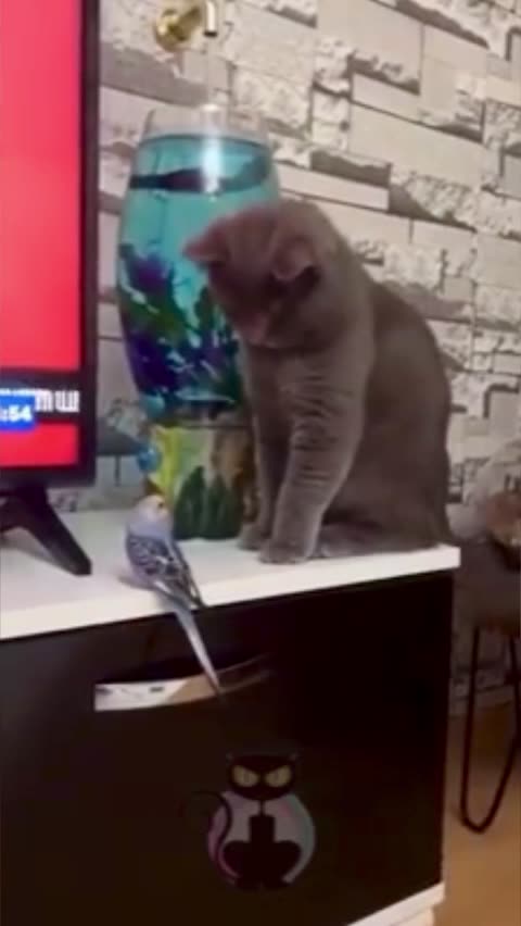 Cat toys with Bird