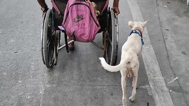 Dog Helps Push Owner's Wheelchair