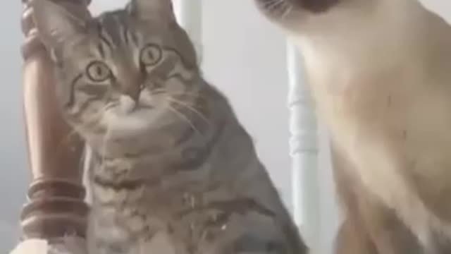 The funny animals videos 😁😁😁🤣😂 you haven't seen