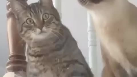 The funny animals videos 😁😁😁🤣😂 you haven't seen