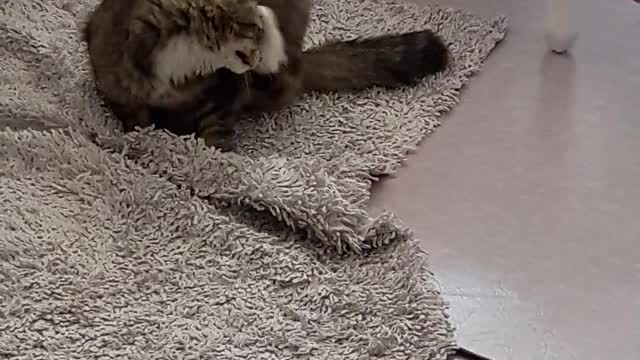 Cat Playing on Carpet
