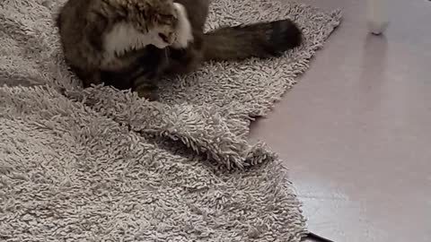 Cat Playing on Carpet
