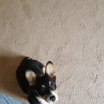 Loki shaping the Back cue and Figure six pattern