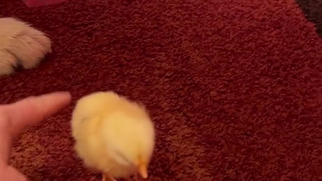 Can we see the chick if it’s ok