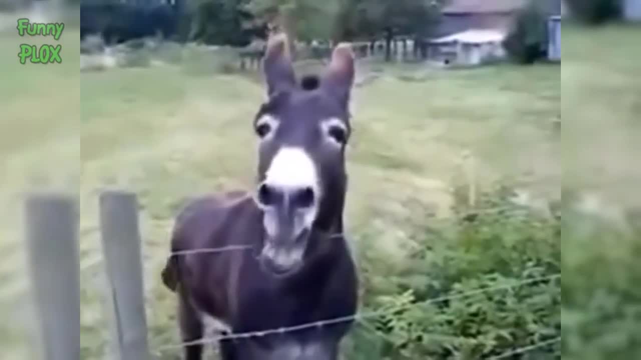 Donkey video fantastic## viral video ##