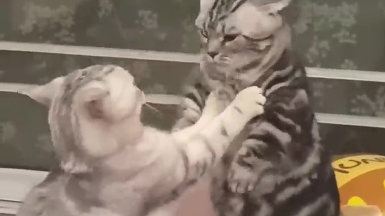 Why do cats have to fight?