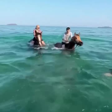 Beluga whale meets horses 😊