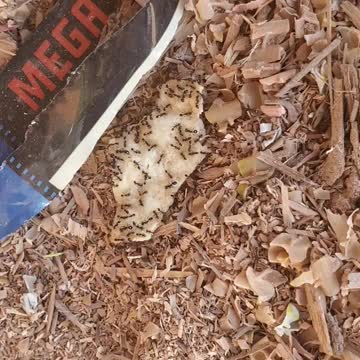 The 🐜 ant army is attacking this chip.