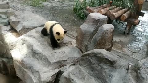 The panda