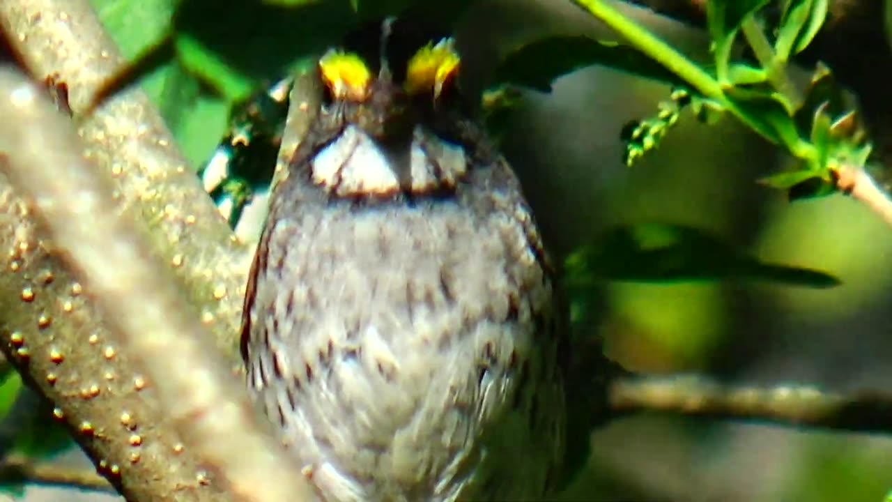 White-throated sparrow