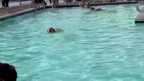 Dogs celebrate the end of summer with pool party