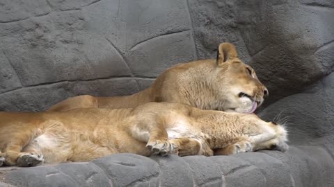 Lion licking fur nurture