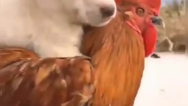 Chick carries the dog on her back and walks with it