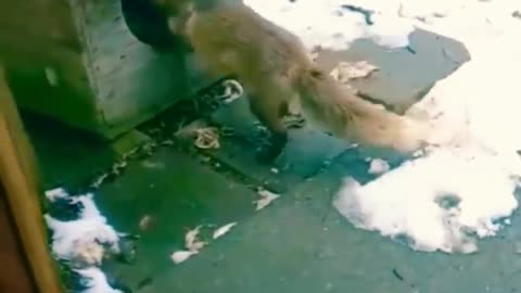 Dog vs fox
