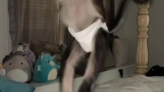 He’s crazy when he wants to be.. #fyp #animal #animals #like #comment #spidermonkey
