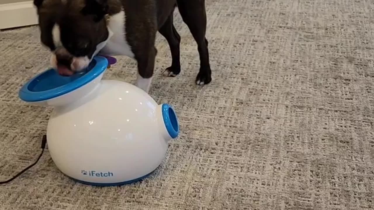 Boston Terrier Is Too Impatient for Automatic Ball Thrower