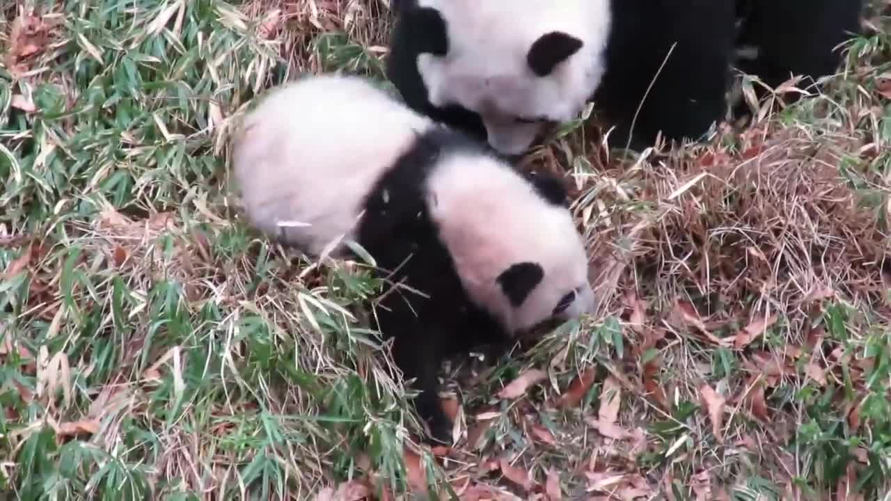 Playing Pandas 🐼 Baby Panda [Funny Pets]