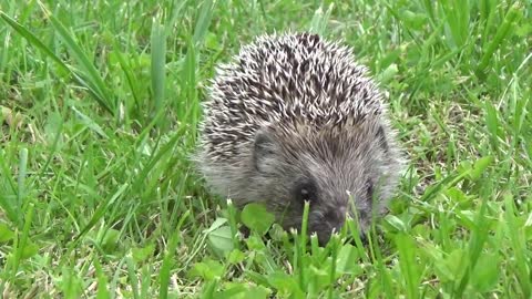 Hedgehog Grass Go Animals Nature Barb Summer