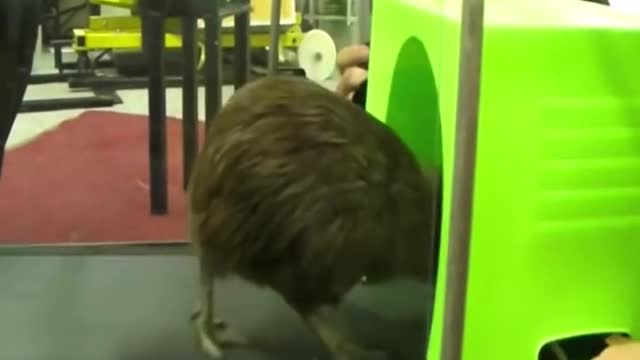 A kiwi bird fooled by humans