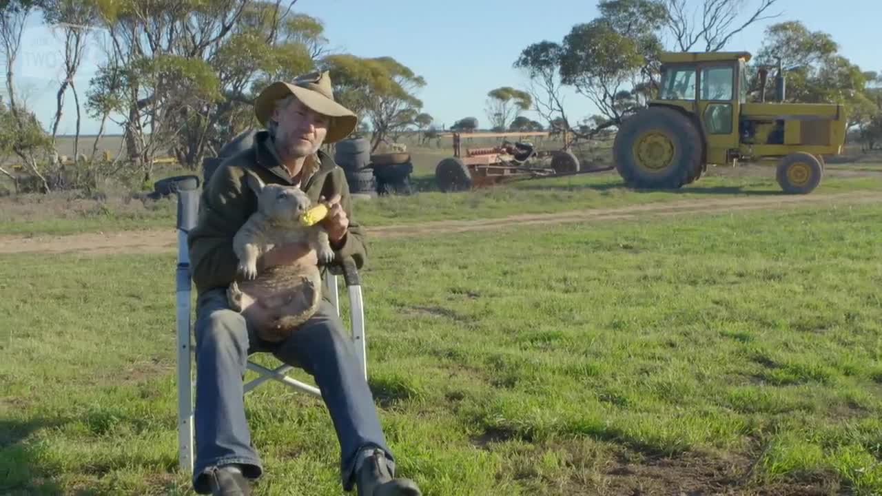 Feeding a farting wombat