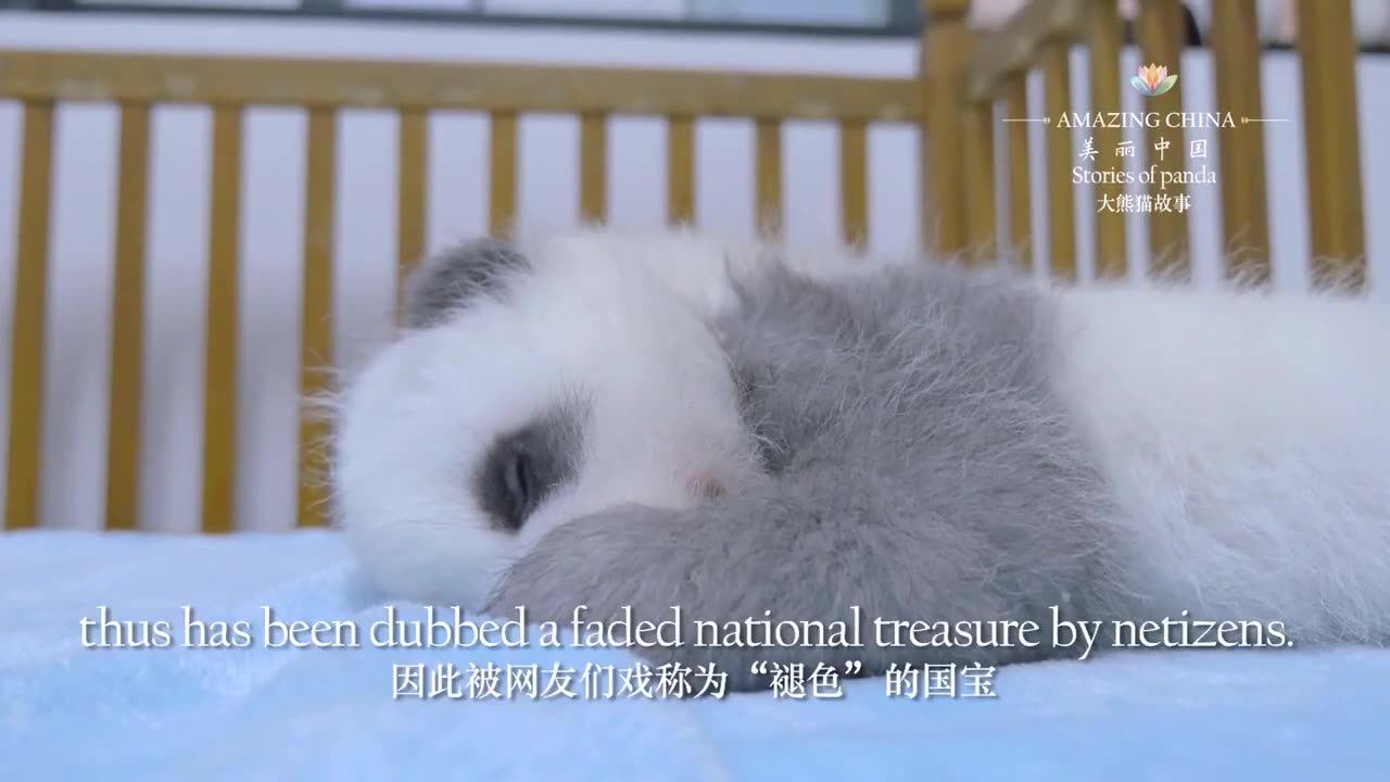 大熊猫故事2：“褪色”的国宝.Fading Giant Panda