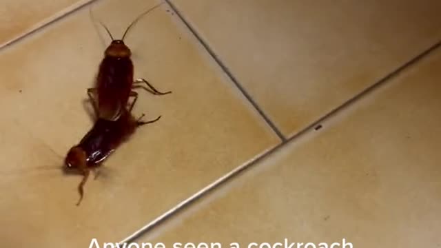 First time in my life I saw a cockroach like this!