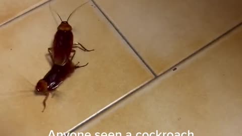 First time in my life I saw a cockroach like this!